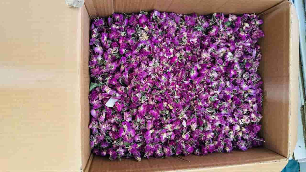 خرید و قیمت غنچه گل محمدی لوکس + فروش صادراتی